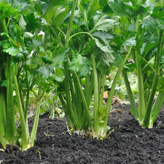 Celery