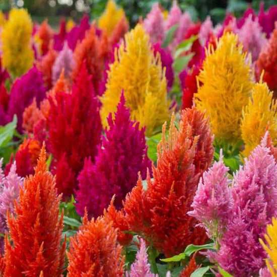 Celosia