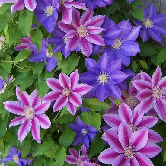 Clematis