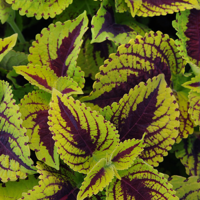 Kong Coleus