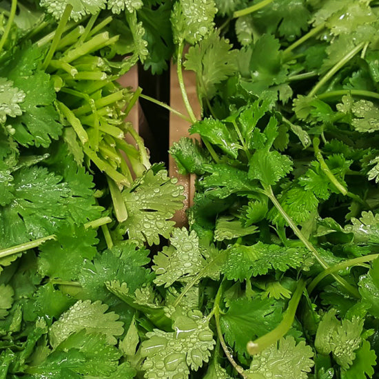 Coriander / Cilantro