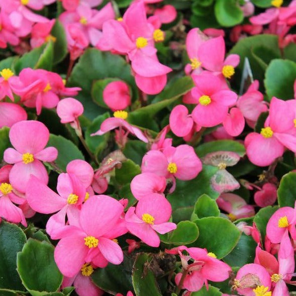 Fiberous Begonia 6"