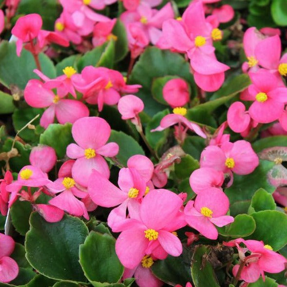Fibrous Begonia Bedding Plant