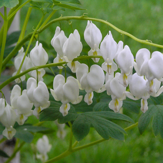 Dicentra (Bleeding Heart)