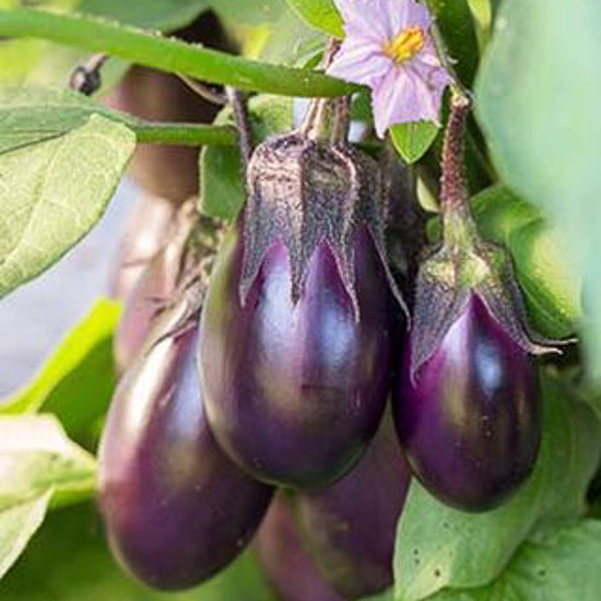 Eggplant Black Beauty