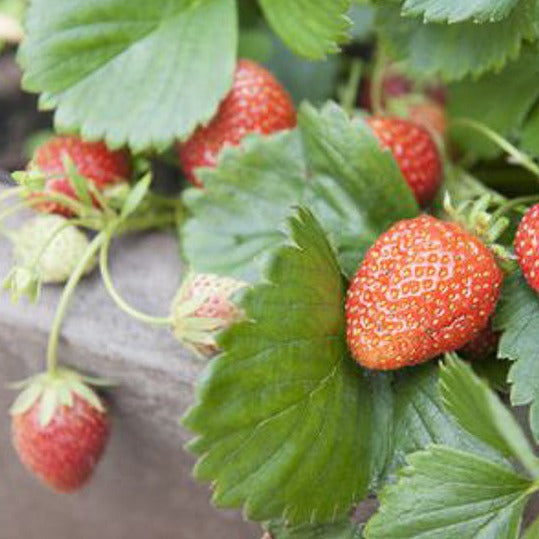 Strawberry Plant
