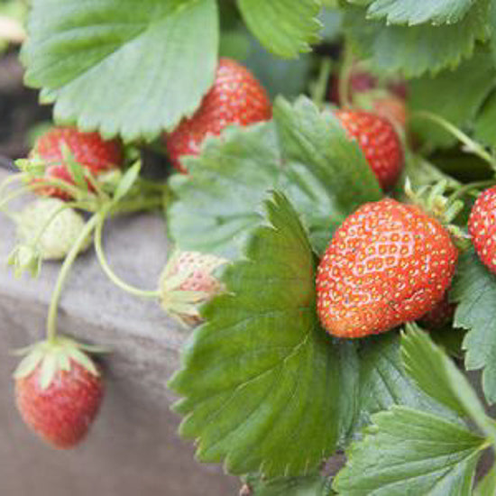 Strawberry 10" Hanging Basket