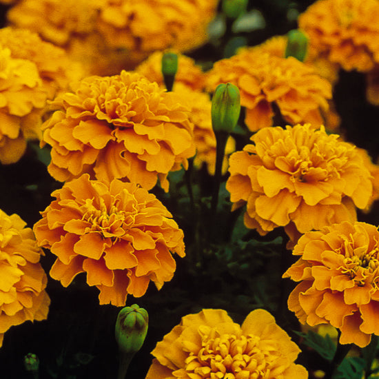 Marigolds