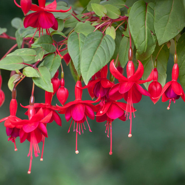 Fuchsia 10" Hanging Basket