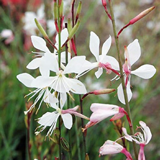 Gaura