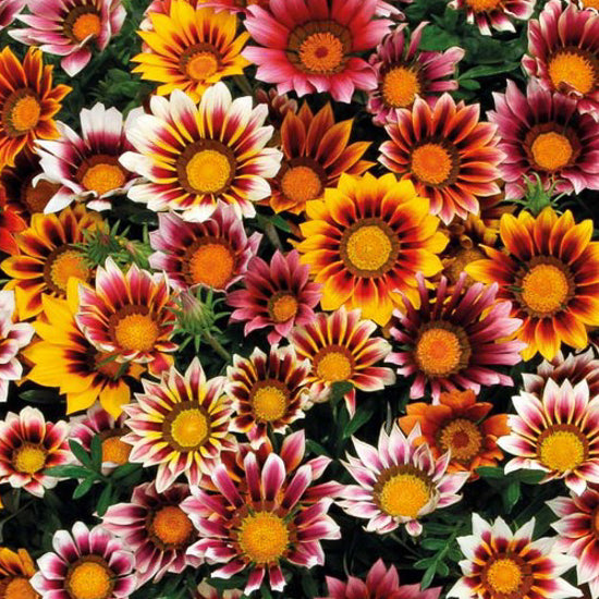 Gazania