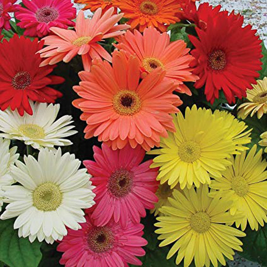 Gerbera Daisy