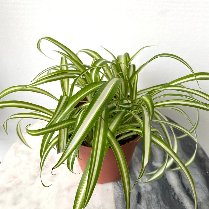 Spider Plant 10" Hanging Basket