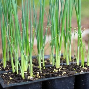 Leek Plant