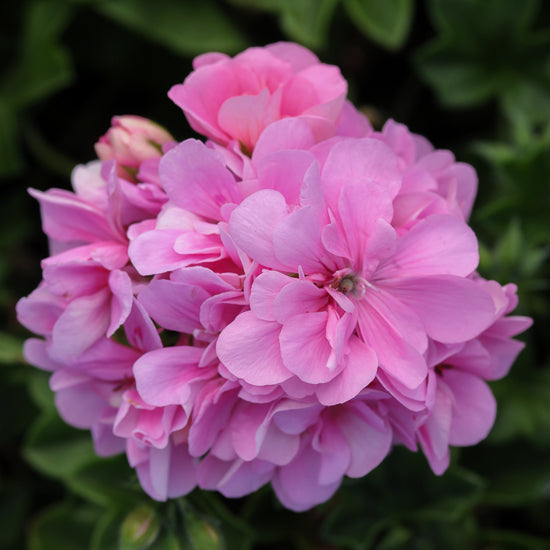 Ivy Geranium 4"