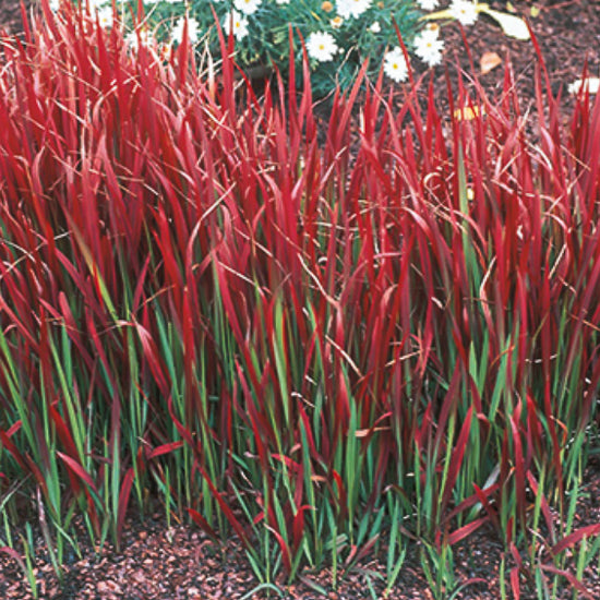 Japanese Blood Grass