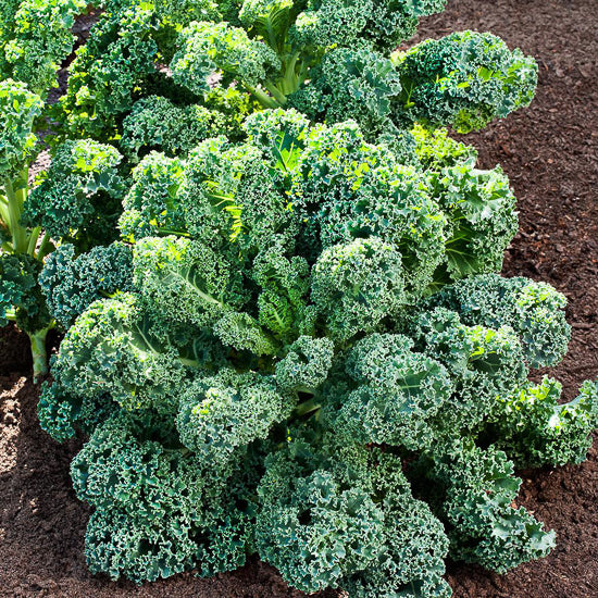 Kale Plant