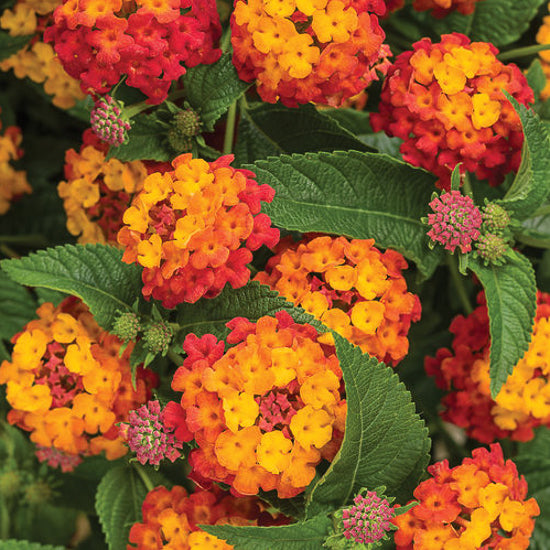 Lantana 4"