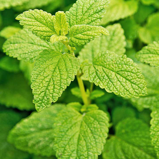 Lemon Balm