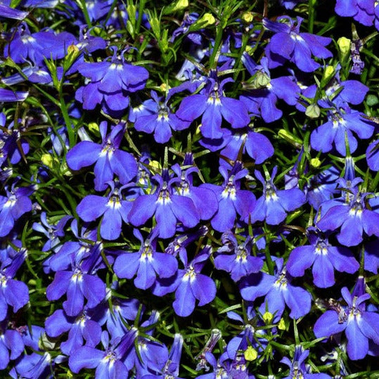 Lobelia Bedding Plant