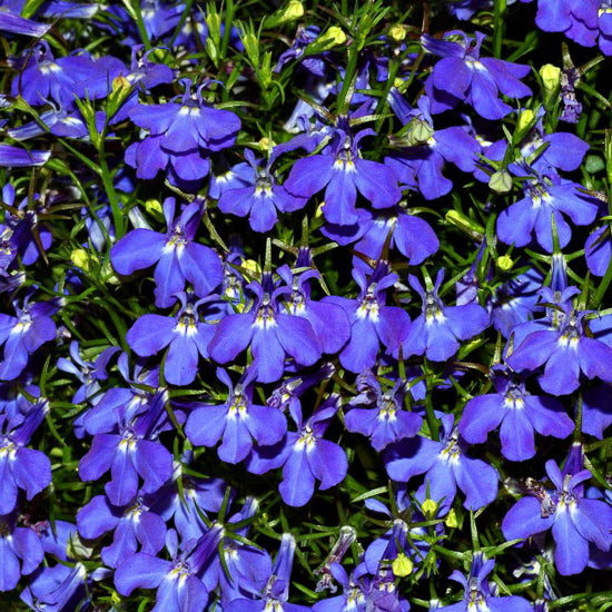 Lobelia