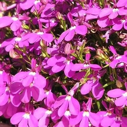 Lobelia Bedding Plant