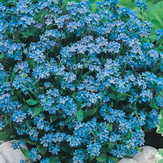 Myosotis (Forget-Me-Not)