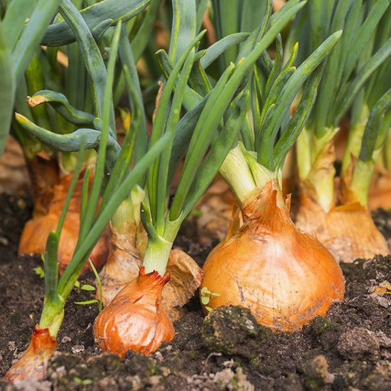 Onion Plants