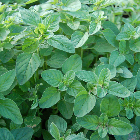 Oregano