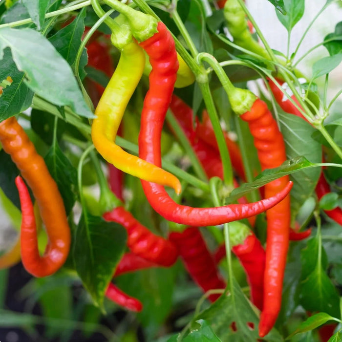 Hot Portugal Pepper