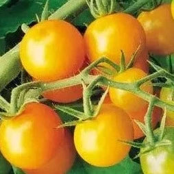 Tomato Sweet Gold