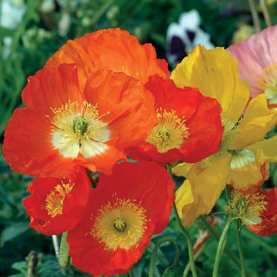 Papaver (Poppy)