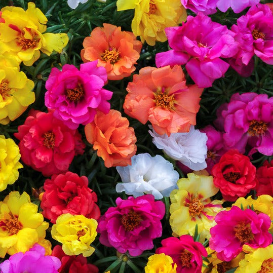 Portulaca Bedding Plant