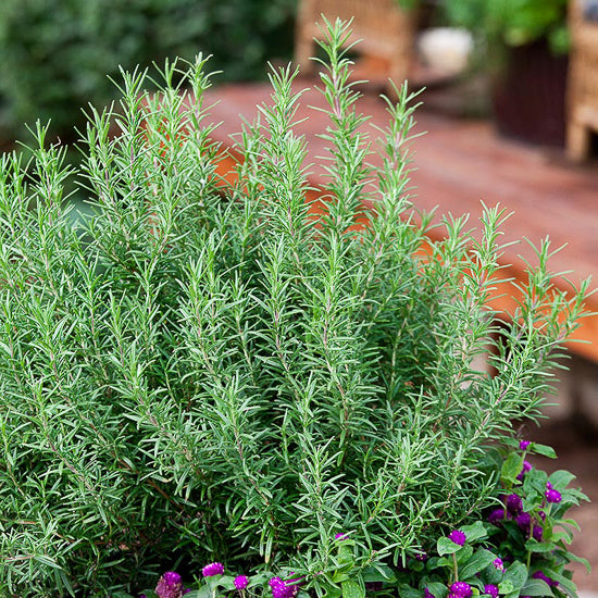 Rosemary 4"