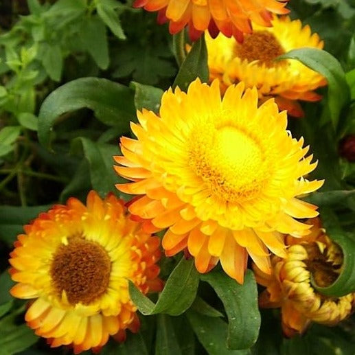 Strawflower 4"