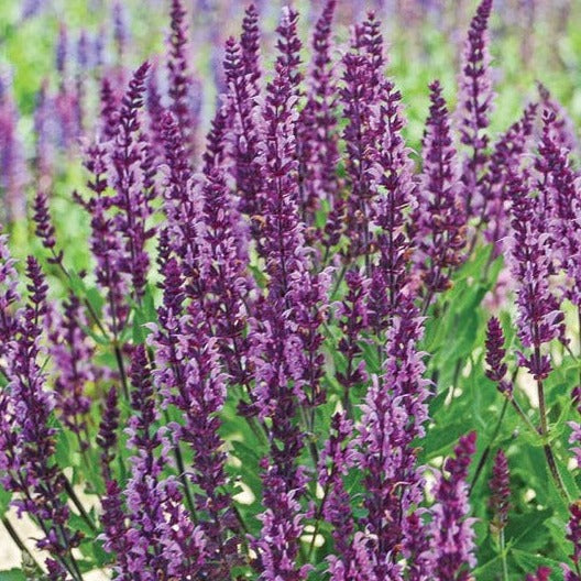 Salvia