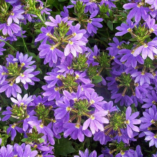 Scaevola 4"