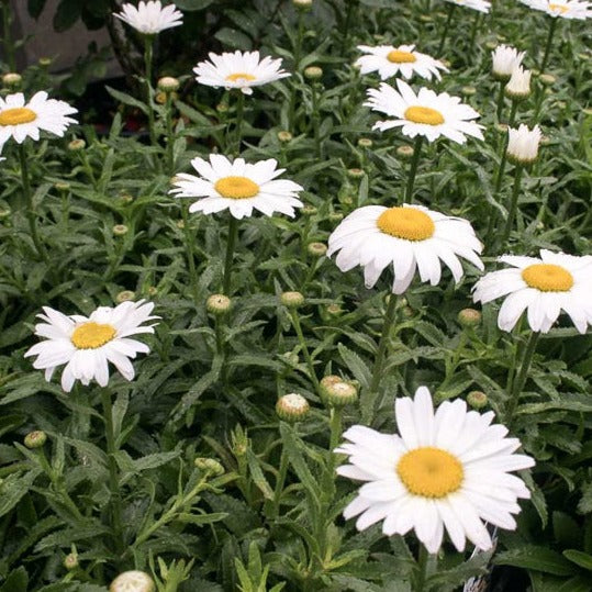 Leucanthemum (Shasta Daisy)