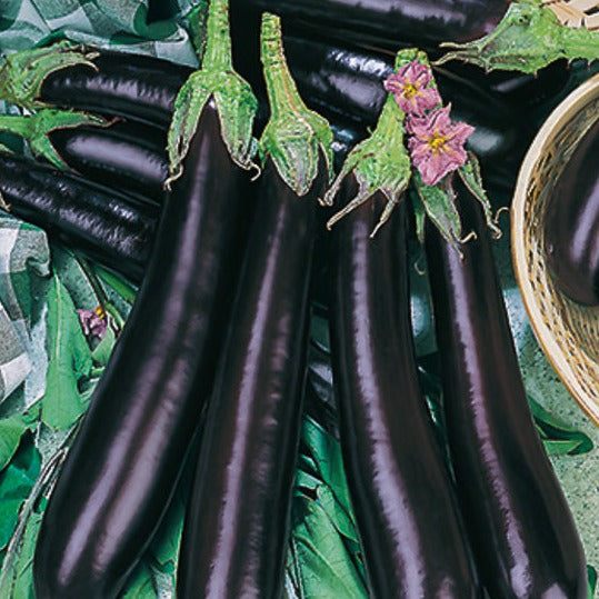 Eggplant Shoya Long