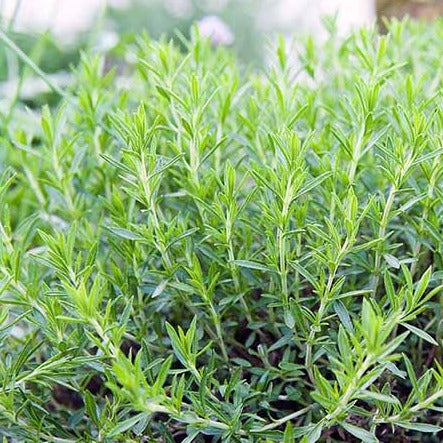 Tarragon