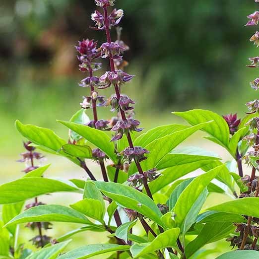 Thai Basil