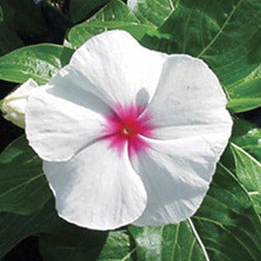 Vinca Bedding Plant