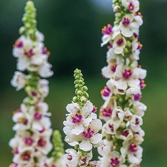Verbascum (Mullein)