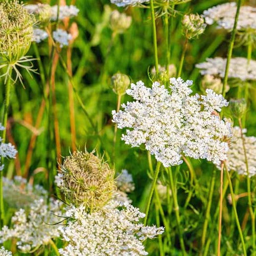 Caraway