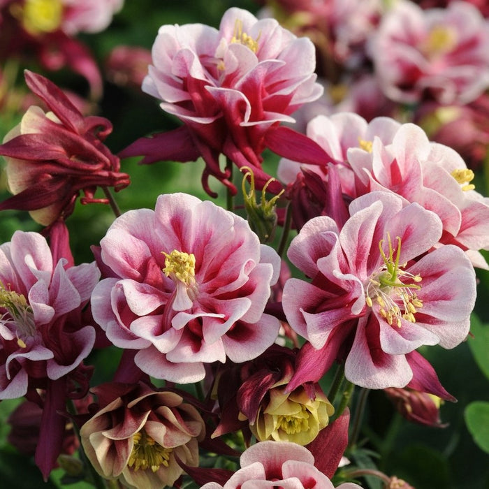 Aquilegia (Columbine)