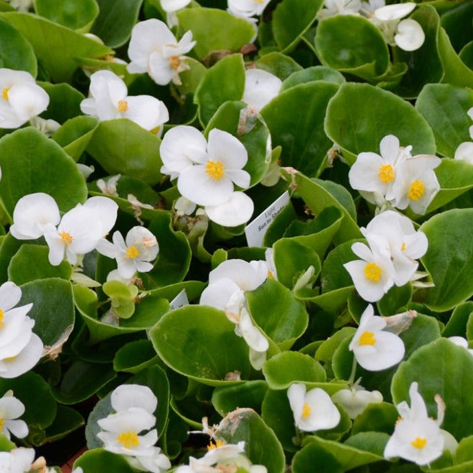 Fibrous Begonia