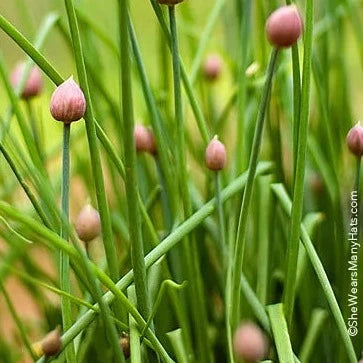 Onion Chive Plant