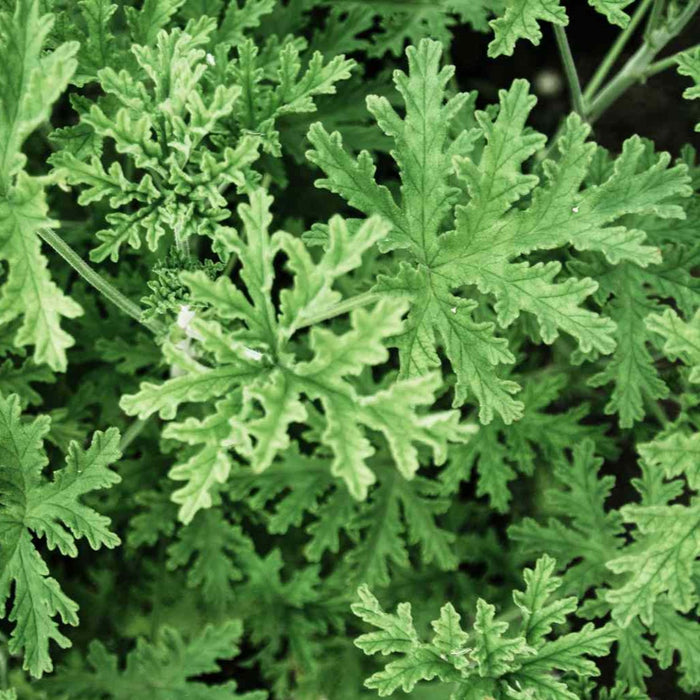 Citronella