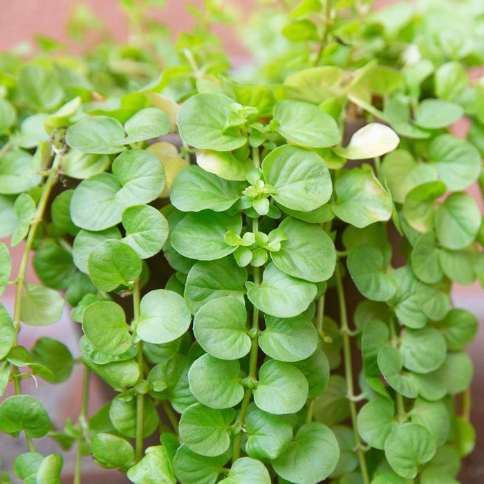 Creeping Jenny