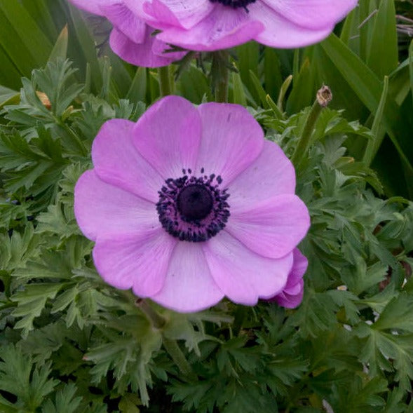 Anemone